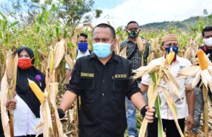 Sekda Ridwan Yasin Dorong Peningkatan Produktivitas Pertanian Jagung di Gorut