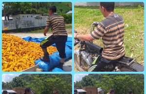 Kesederhanaan Kades Masuru dan Potensi Alamnya