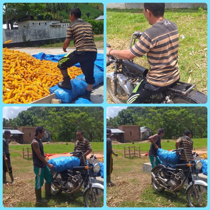 Kesederhanaan Kades Masuru dan Potensi Alamnya